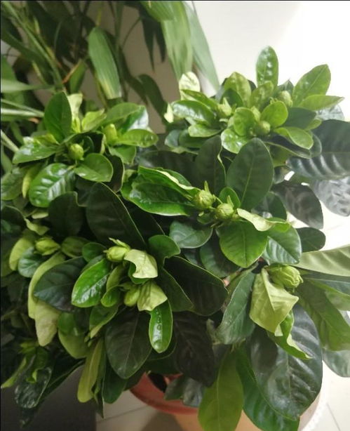 栀子花宜深盆种植，更利于根系发展