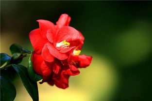 红山茶花语：片片花瓣