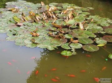 鳑鲏鱼与睡莲盆：Neng一起生活吗？