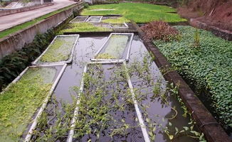 绿色循环，高效生态养殖