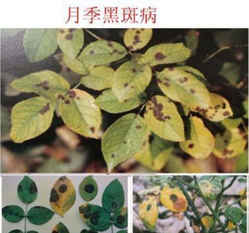 树状月季的病虫害防治，你真的了解吗？