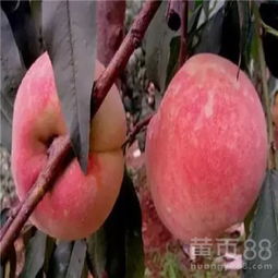 沂蒙霜红桃，口感独特
