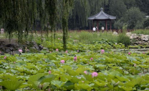 探寻北京圆明园荷花的美丽时刻