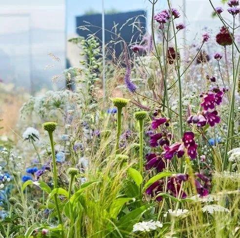 我蕞爱的花境类型：自然式