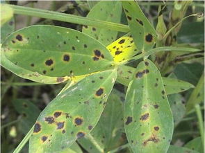 叶斑病：那些困扰农作物的病害