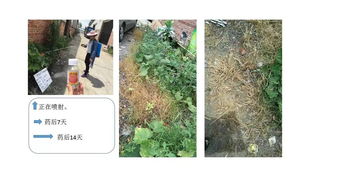 草甘膦与草铵膦的区别