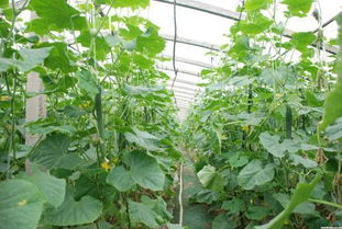 盆栽黄瓜种植，了解黄瓜生长习性