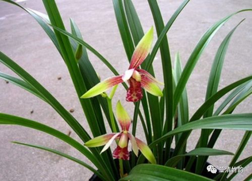 兰花养殖技巧有哪些？如何提高兰花繁殖成功率