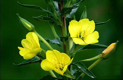 萎蔫处理紧急行动