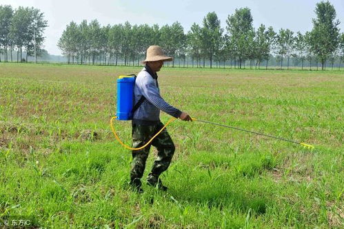 草甘膦：播前播后douNeng用