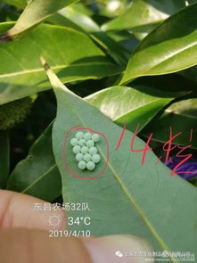 甲维盐：虫害的克星还是无Neng为力？