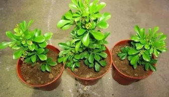 移栽茶花快速生根，秘诀是什么