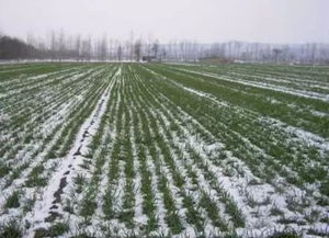 严格把控周期， 霜降前十天准时开挖