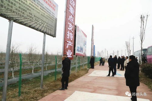 在淅川， 软籽石榴成了致富的“金果果”