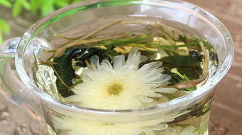 金银花和菊花能一起泡水喝吗？这些你要知道