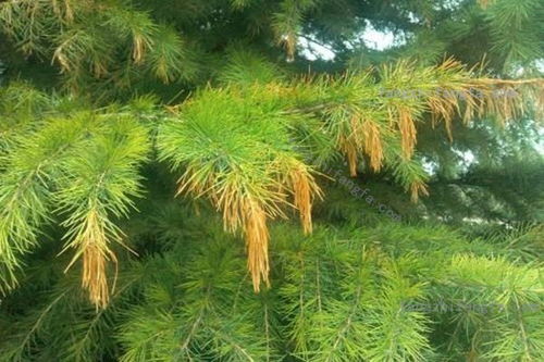 地域因素：南方种植功案丰富