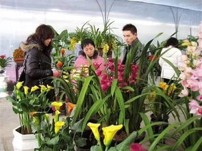 花卉批发市场，美丽的起点
