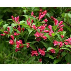 红王子锦带的观赏价值