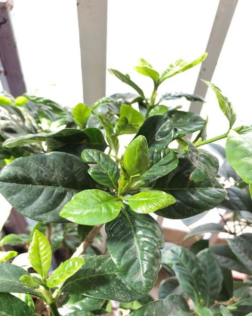 栀子花苞掉了？是养护出了问题吗