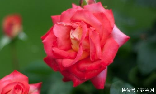 月季的文化内涵