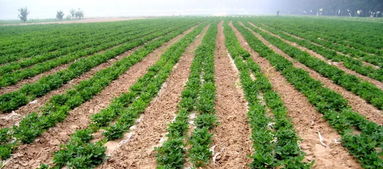 花生滴灌，怎么选农药才对呢？