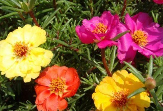 太阳花在哪个季节种植最为适宜？