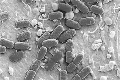 农民必kan！甲维唑虫酰胺杀虫效果揭秘