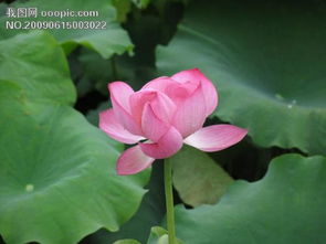 荷花的外形特征