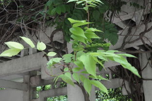 鸭脚木叶子发黄、 掉叶子的原因及解决方法