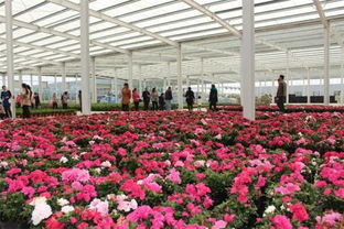 扬州蒋王花卉市场周边的绿色天堂