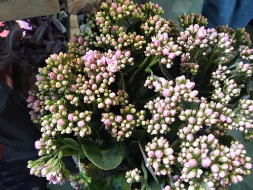 长寿花的花苞，喷多菌灵行不行？