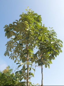 朴树种植：避免黏重或排水不良土壤