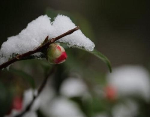 腊梅花管理：关注花期、土壤、病虫害