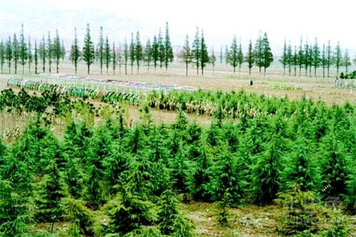 蜀桧种植方法大公开