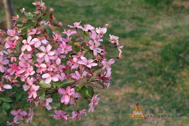 科学镜头下的自然之美