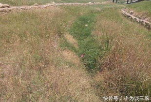 用草甘膦行不行？