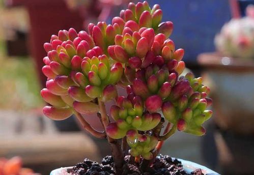 毛毛虫多肉爆盆养护攻略，轻松养出爆盆美肉！