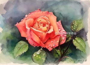 月季花， 那娇艳的红颜