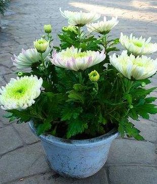 秋季种植推荐：菊花、 桂花、石蒜