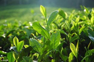 如何根据茶树生长阶段和土壤湿度，科学掌握茶树浇水的最佳时间和方法