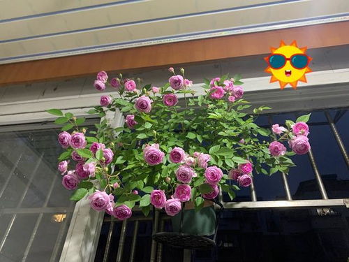 可以盆栽可以地栽， 特别是家里有露台或者院子，就更适合养月季，从每年春季开始，月季快速生长，而且能够一茬又一茬的开花。