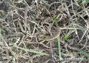草坪出现病虫害，应该使用什么特效药物来有效治疗