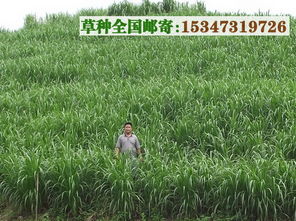 绿化草种的搭配技巧