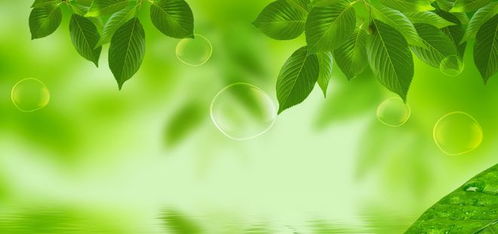 植物叶绿素为什么是绿色的？