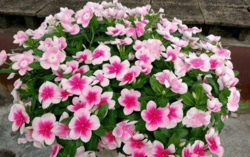 长春花怎么种植和养护才能保证其开花旺盛且病虫害少