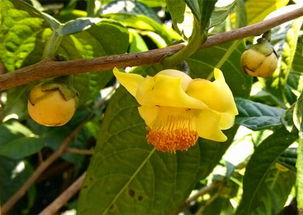 金花茶， 茶族皇后