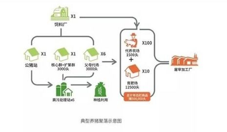 新希望六和代养猪模式是怎样的？如何进行投资和运营？