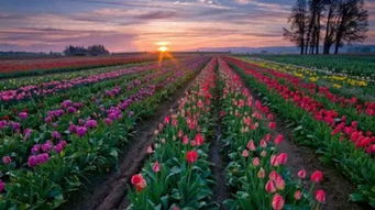 保加利亚玫瑰， 香飘万里的秘密