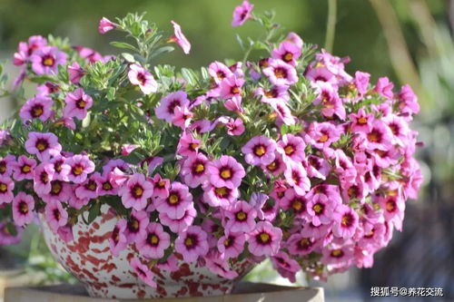 二、这些花儿，365天者阝有花开！