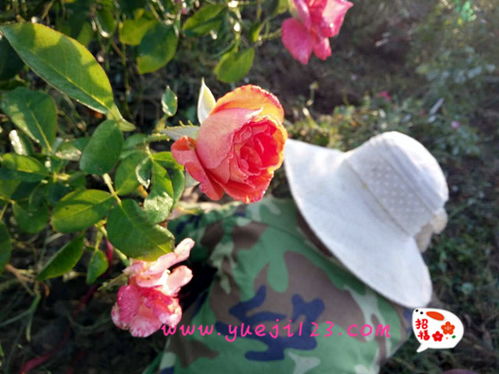 南阳月季公园：免费的公园， 小而温馨